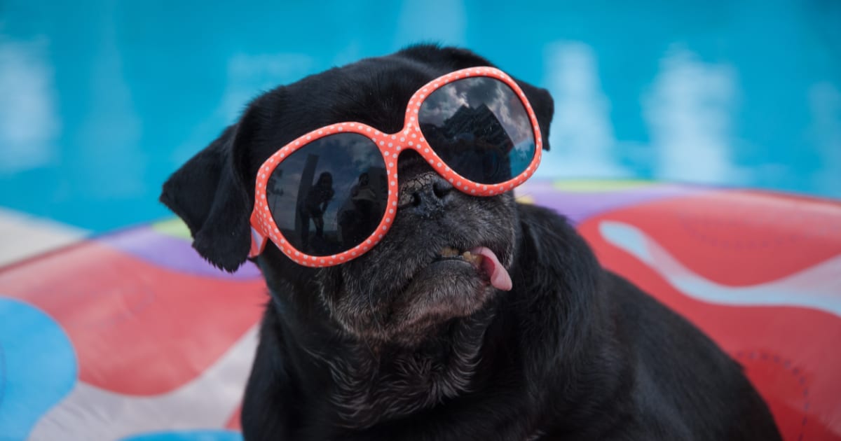 Cool dog wearing polka dot rim sunglasses sitting in a pool float.