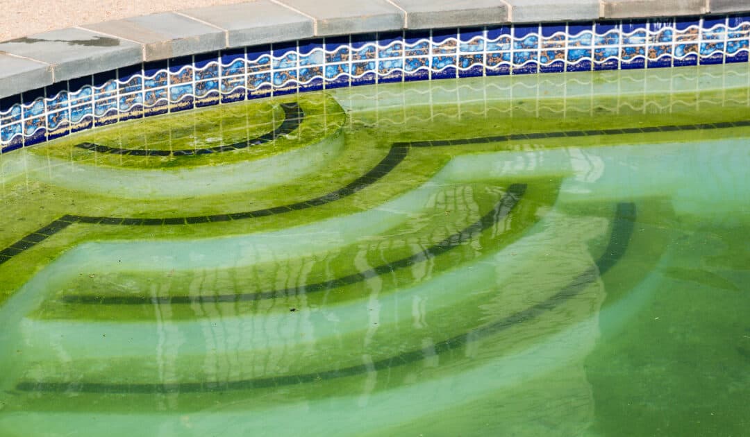 Why does my pool get algae?